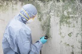 Why You Should Choose Our Mold Remediation Services in Belmont, PA